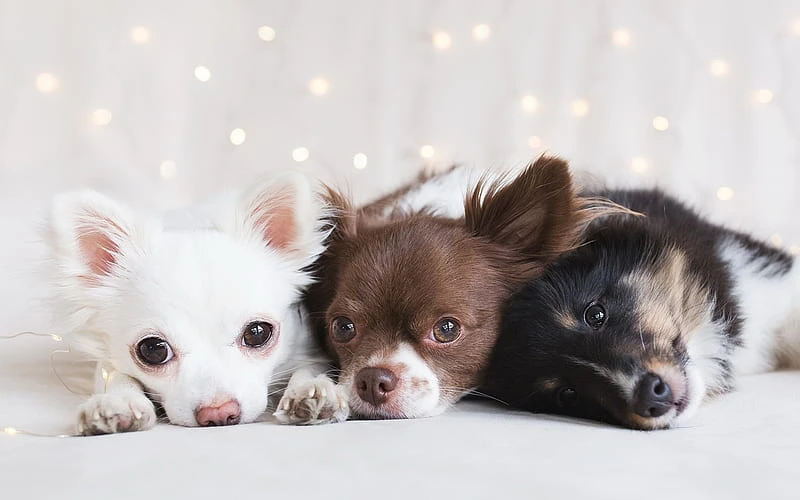 hd wallpaper chihuahua puppies family dogs cute an