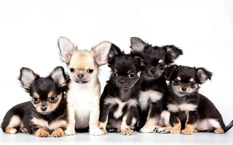 hd wallpaper chihuahua puppies pets small dogs dog